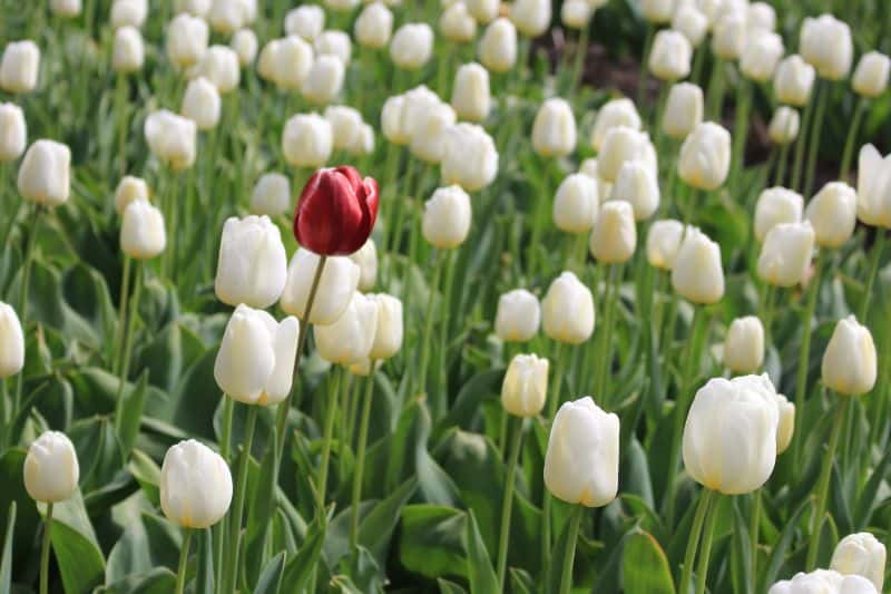 embrace your uniqueness